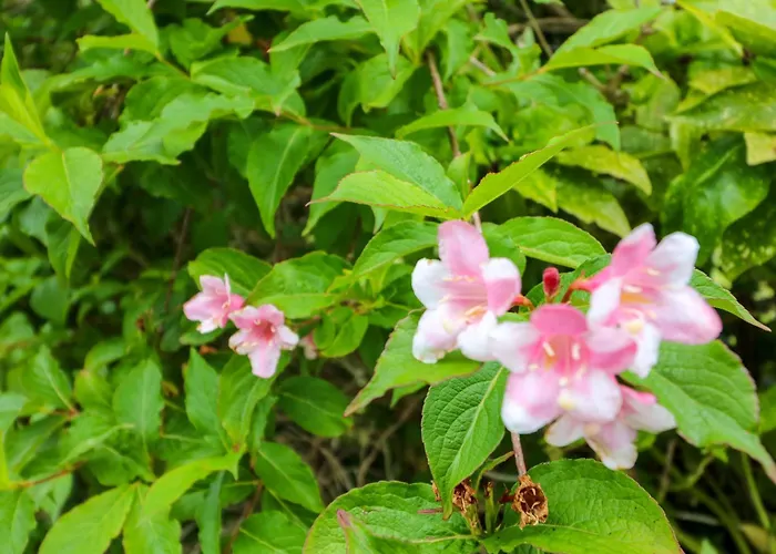 Rowantree 펜션 킬라니