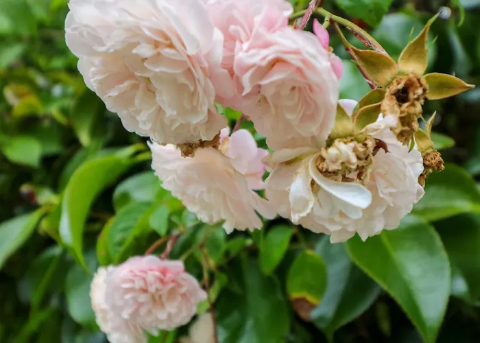 度假居 Rowantree 基拉尼