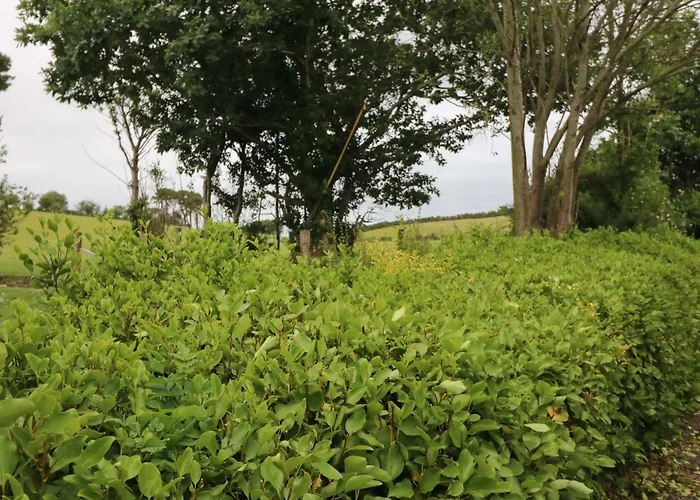 Rowantree * 킬라니