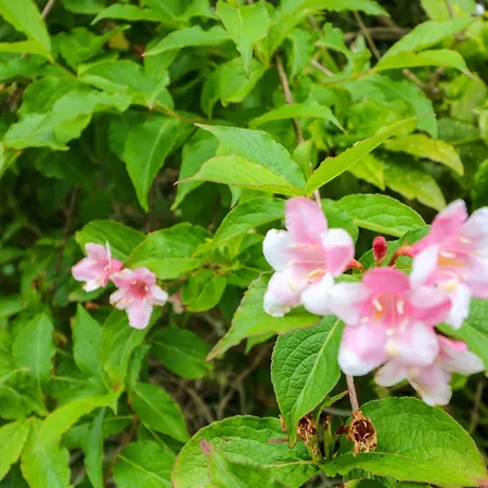 Rowantree Feriehus Killarney